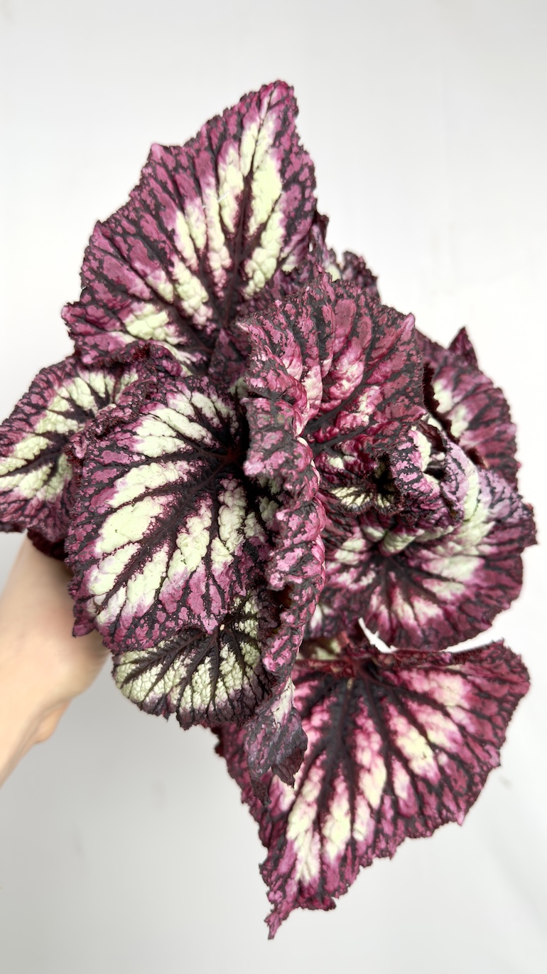 Begonia Rex