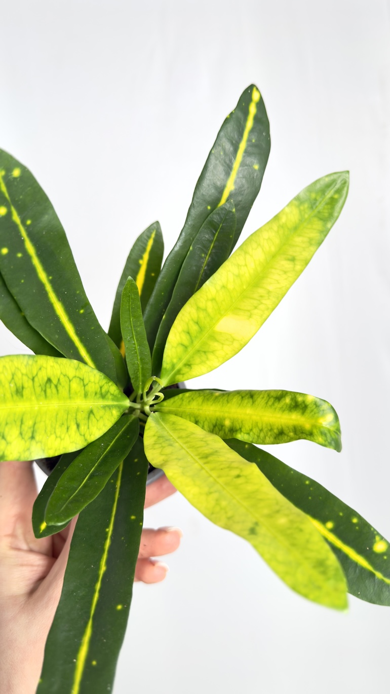 Codiaeum Variegatum Sunny Star