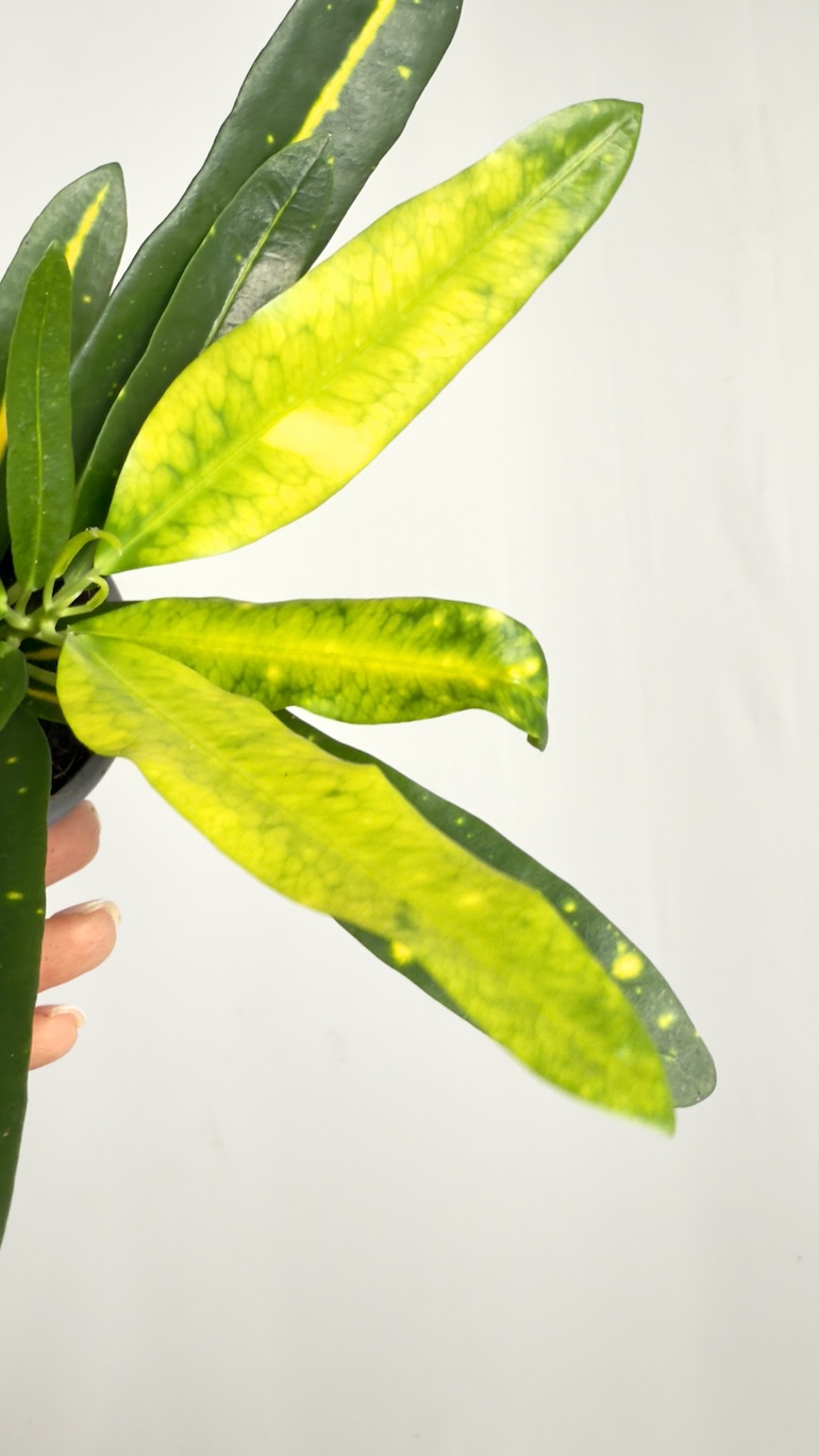 Codiaeum Variegatum Sunny Star