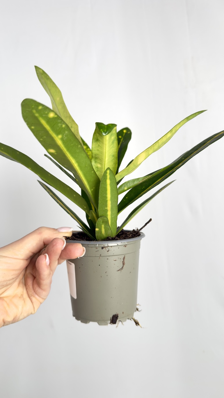 Codiaeum Variegatum Sunny Star