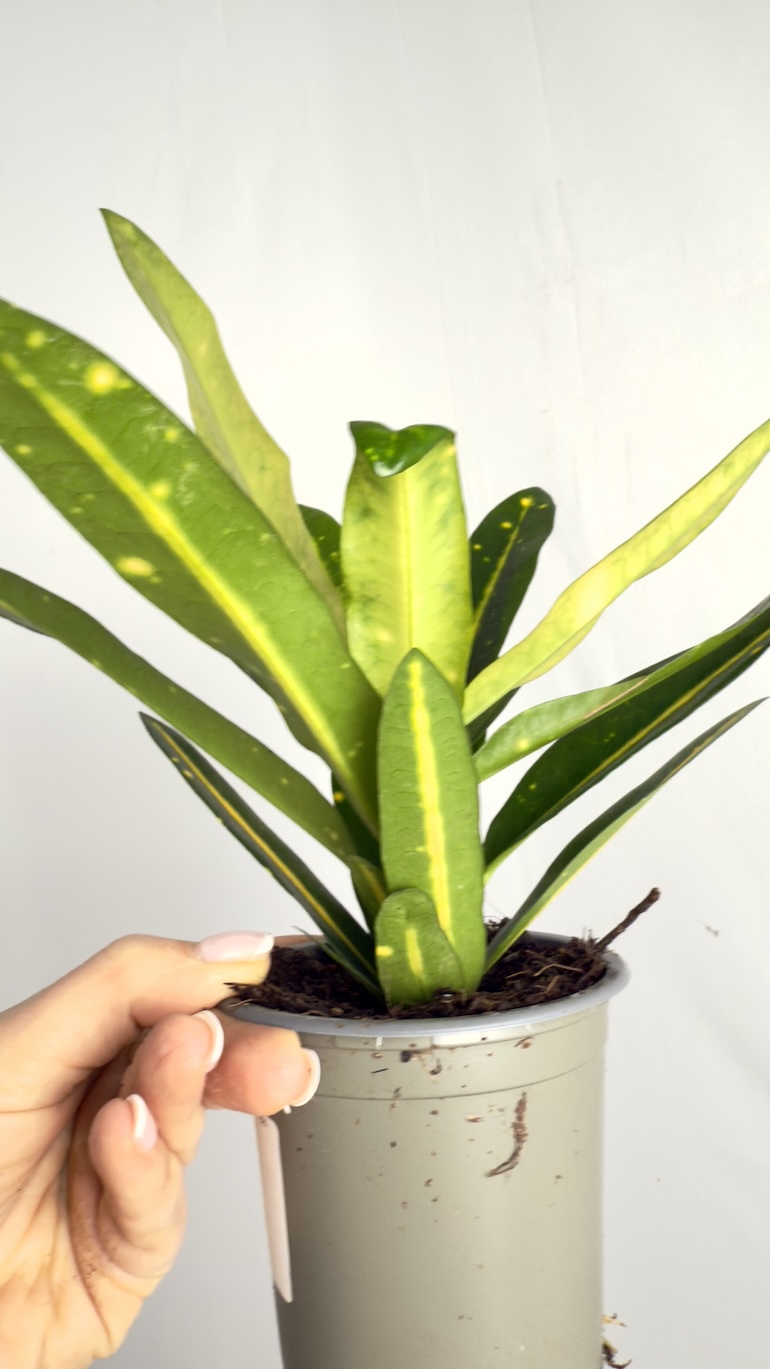 Codiaeum Variegatum Sunny Star