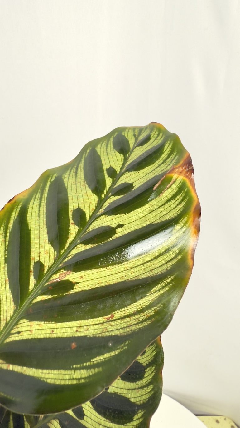 Calathea Makoyana Adopcja