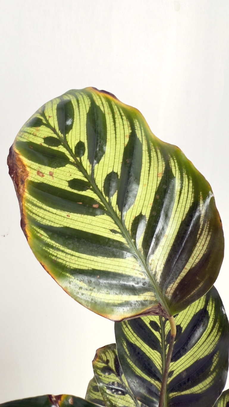 Calathea Makoyana Adopcja