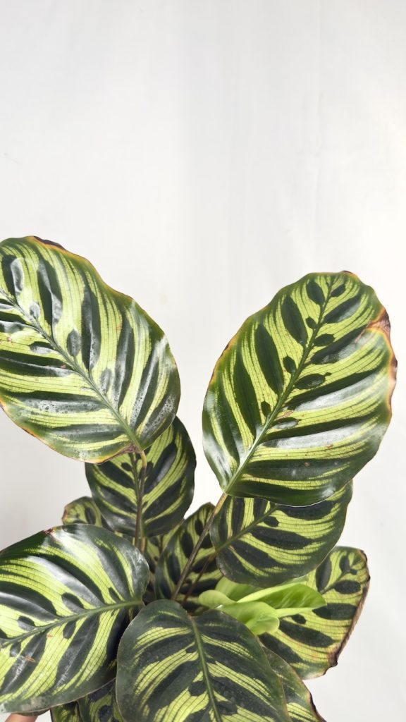 Calathea Makoyana Adopcja