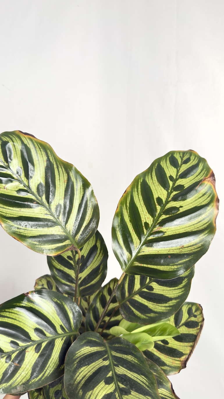 Calathea Makoyana Adopcja