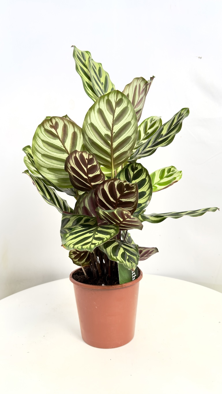 Calathea Makoyana