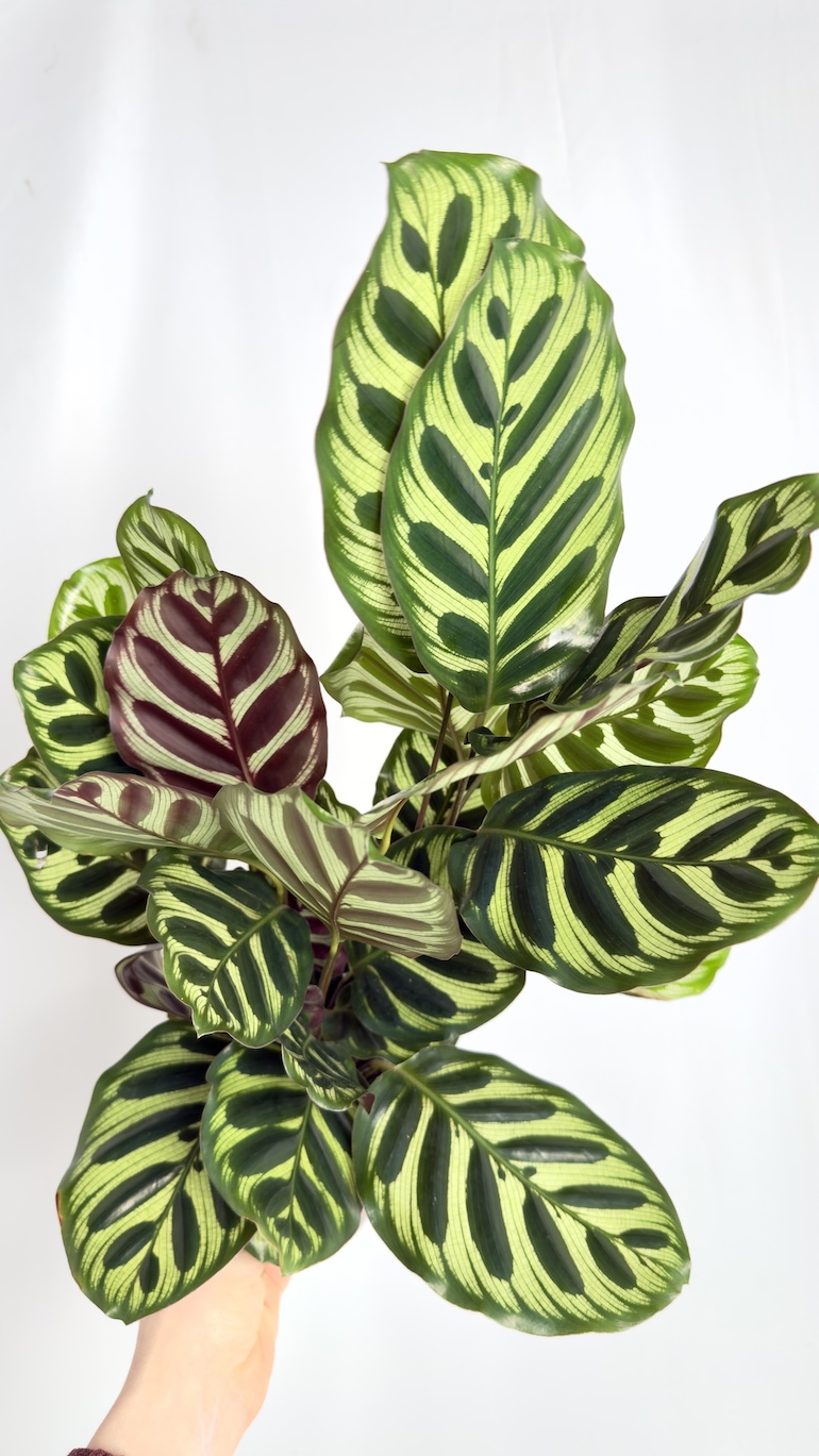 Calathea Makoyana