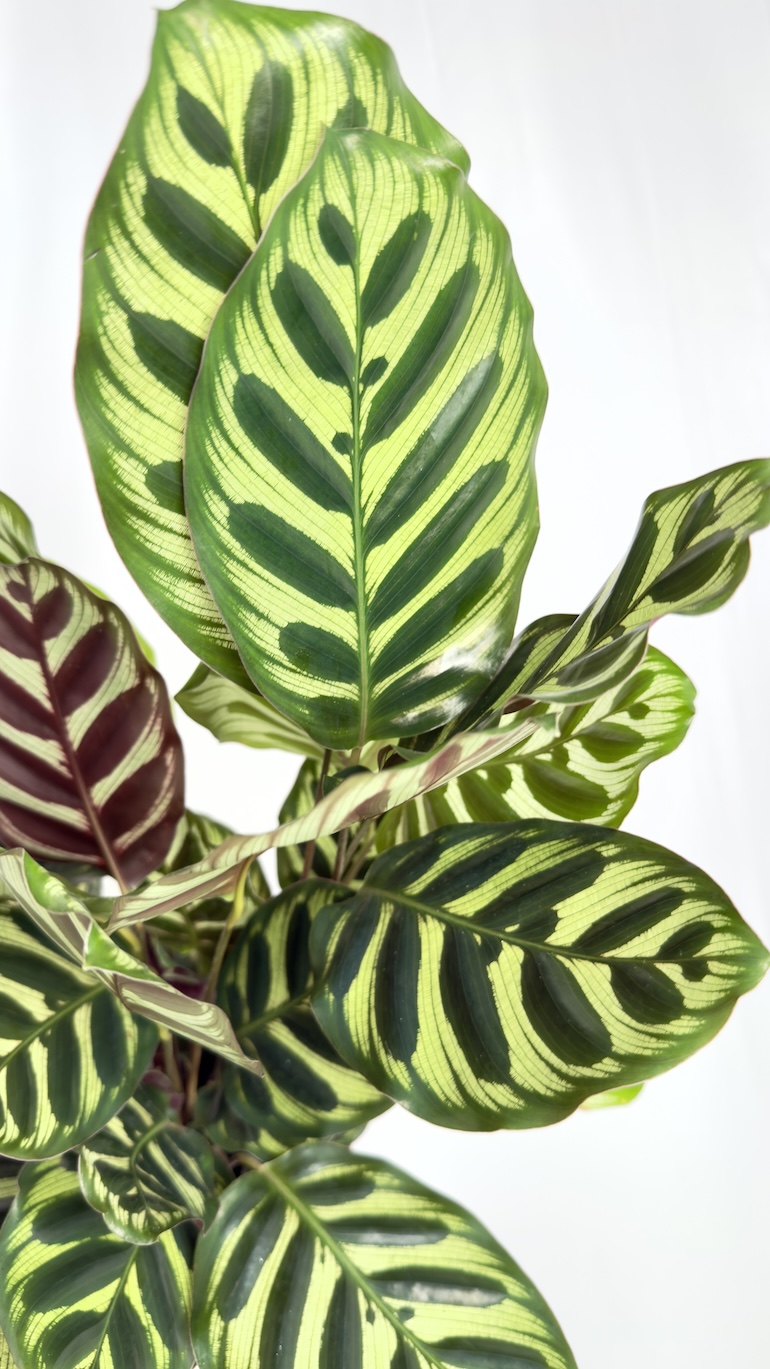 Calathea Makoyana