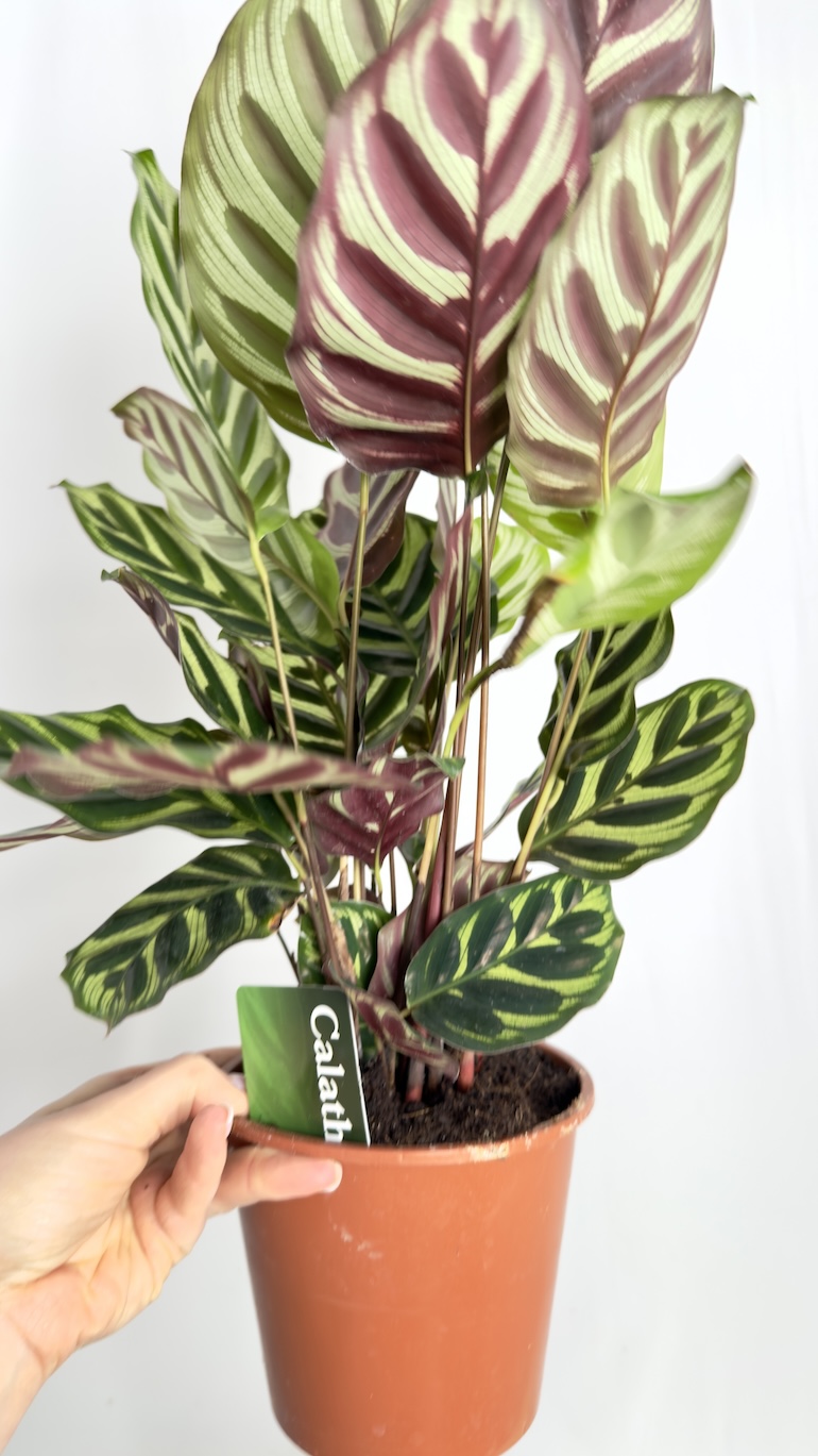 Calathea Makoyana