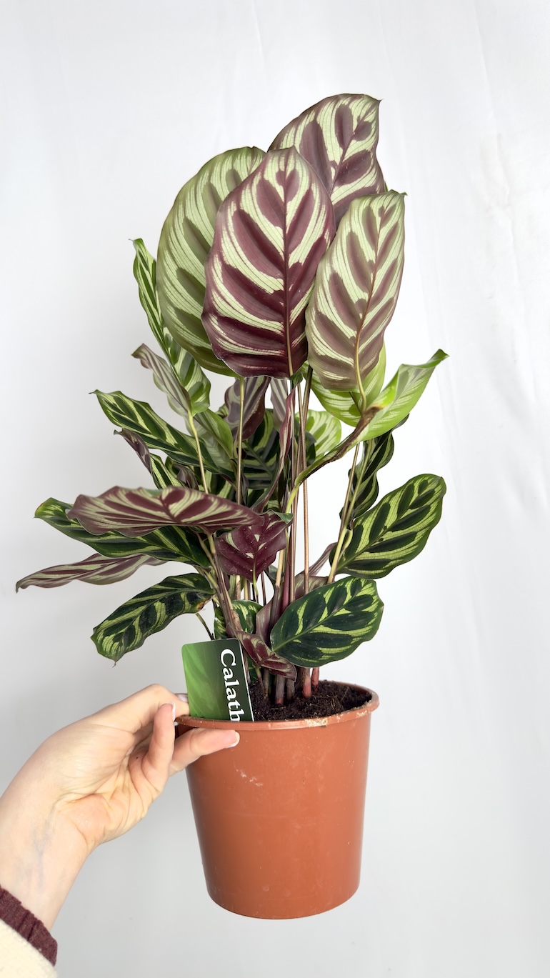 Calathea Makoyana