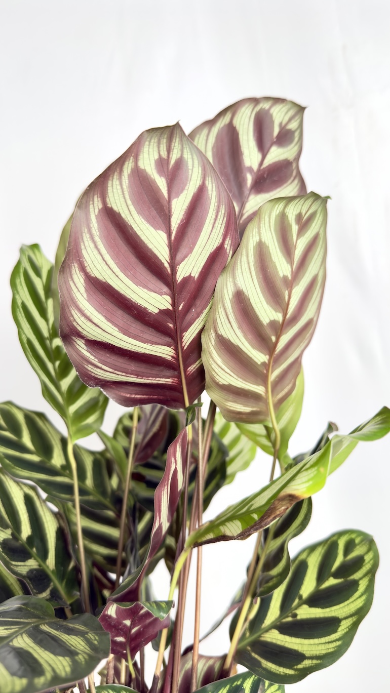 Calathea Makoyana