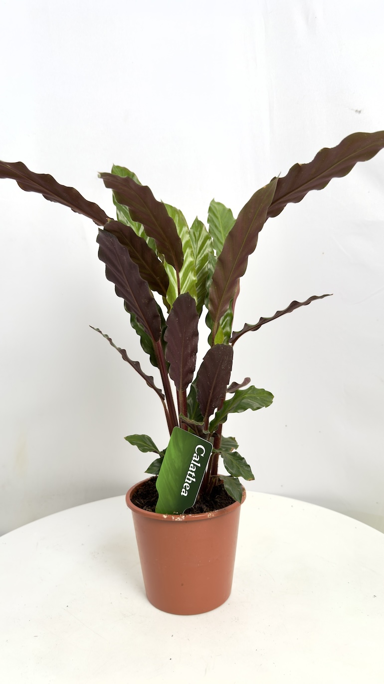 Calathea Rufibarba