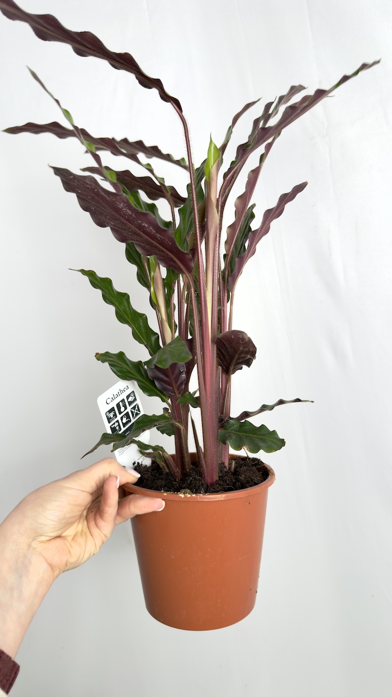 Calathea Rufibarba