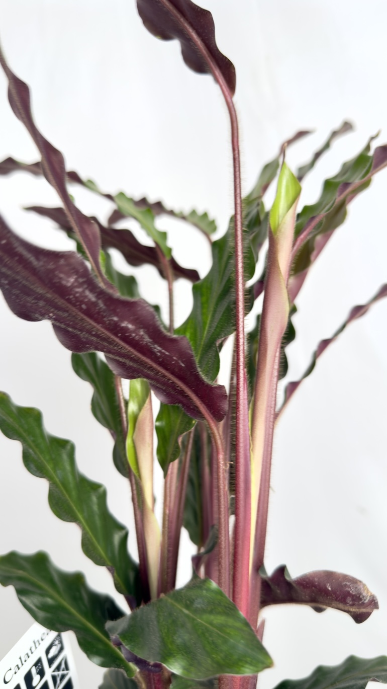 Calathea Rufibarba