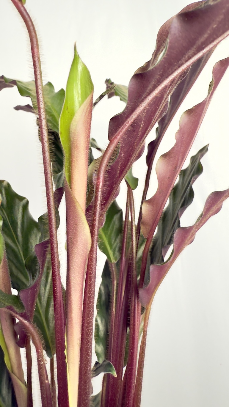 Calathea Rufibarba