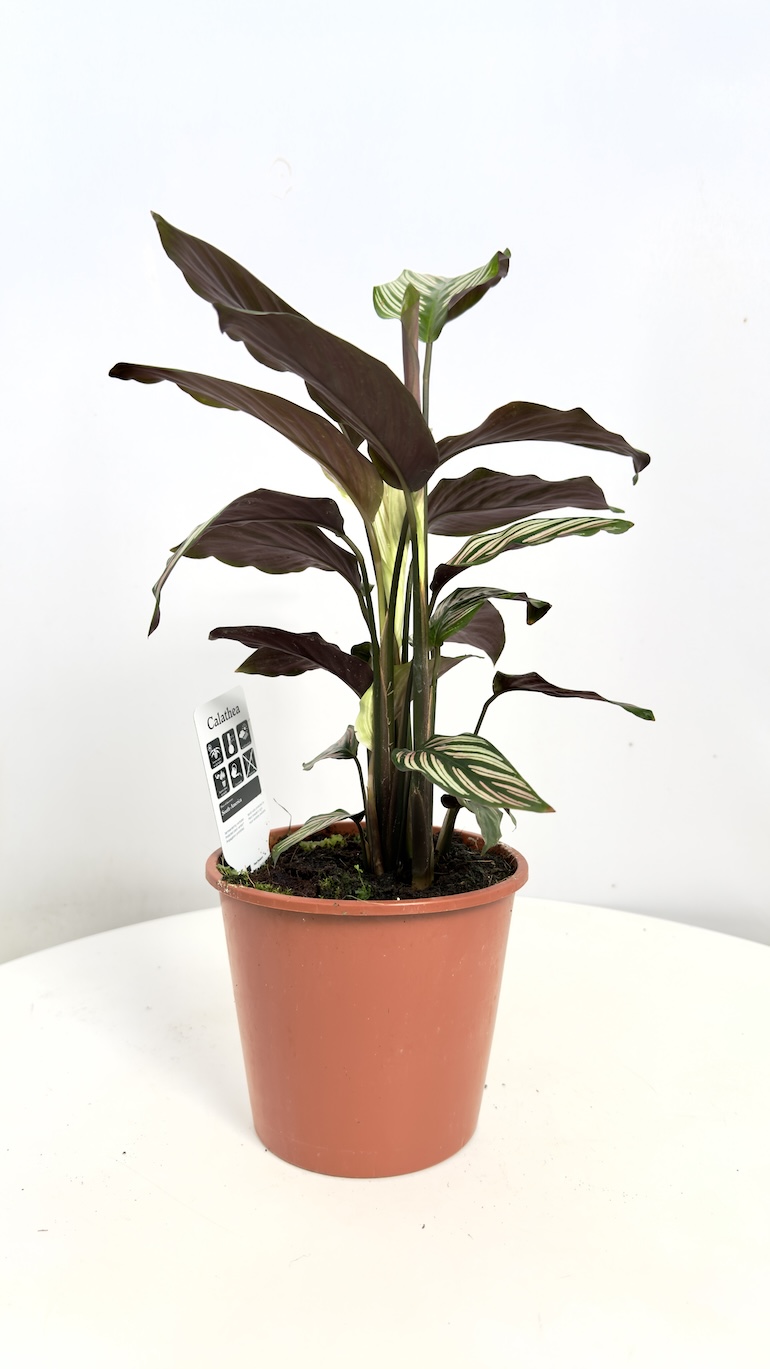 Calathea Vittata