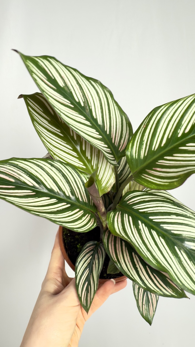 Calathea Vittata