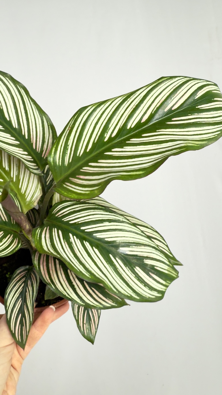 Calathea Vittata
