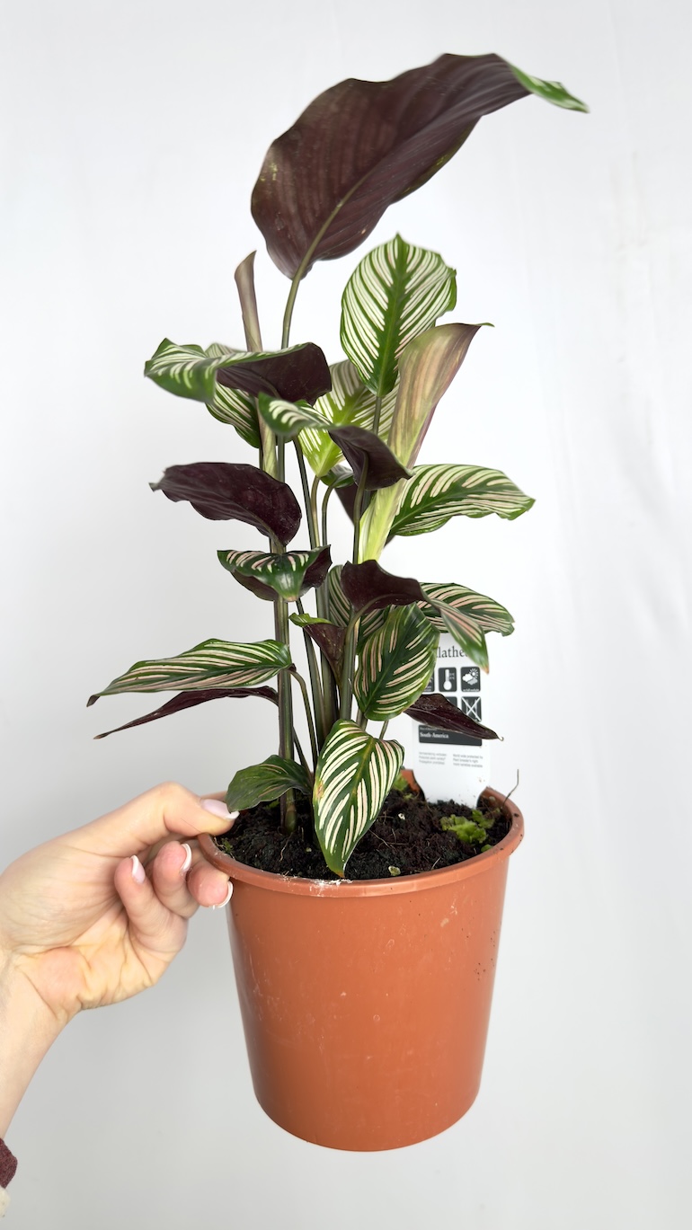 Calathea Vittata