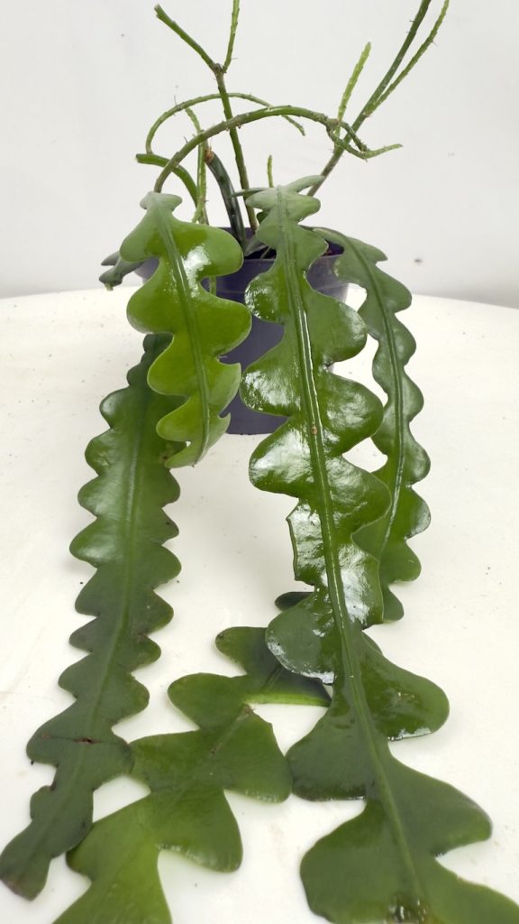 Epiphyllum Angullier Adopcja