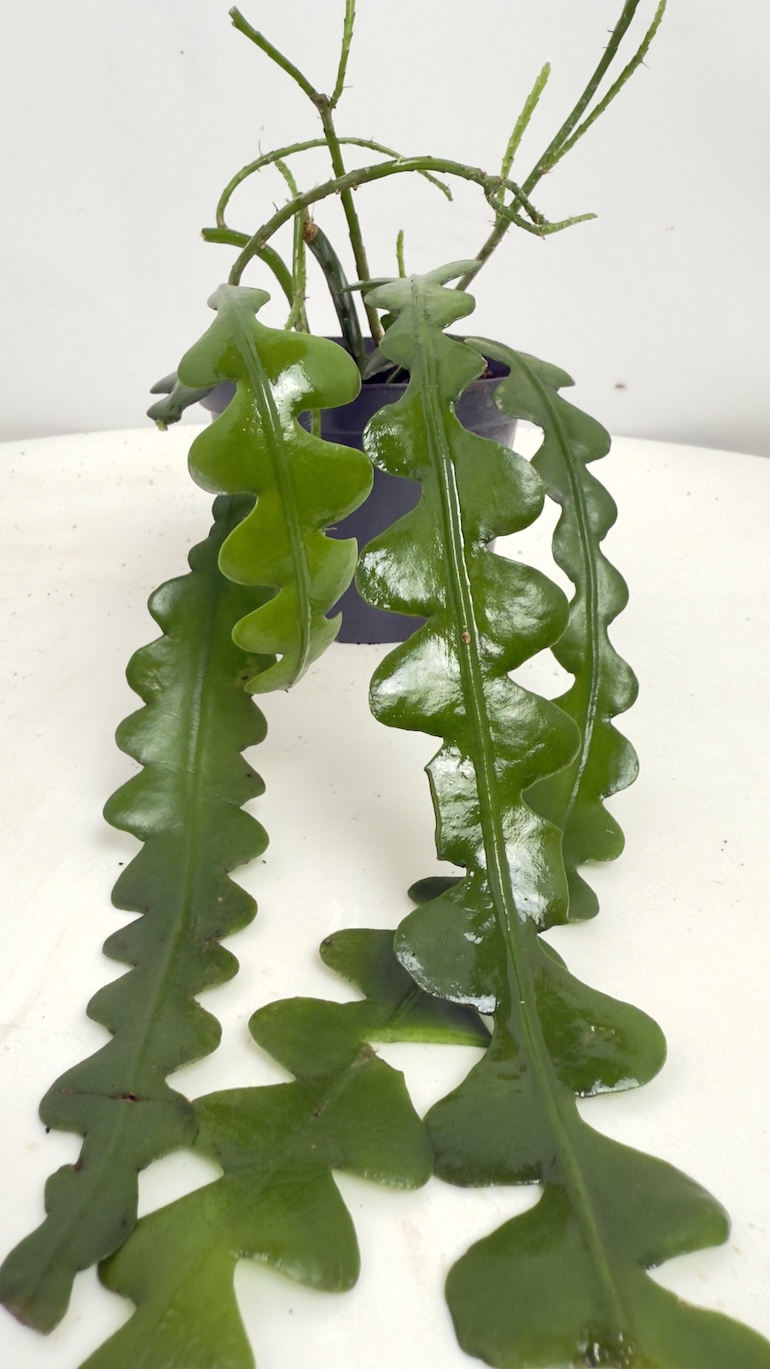 Epiphyllum Angullier Adopcja