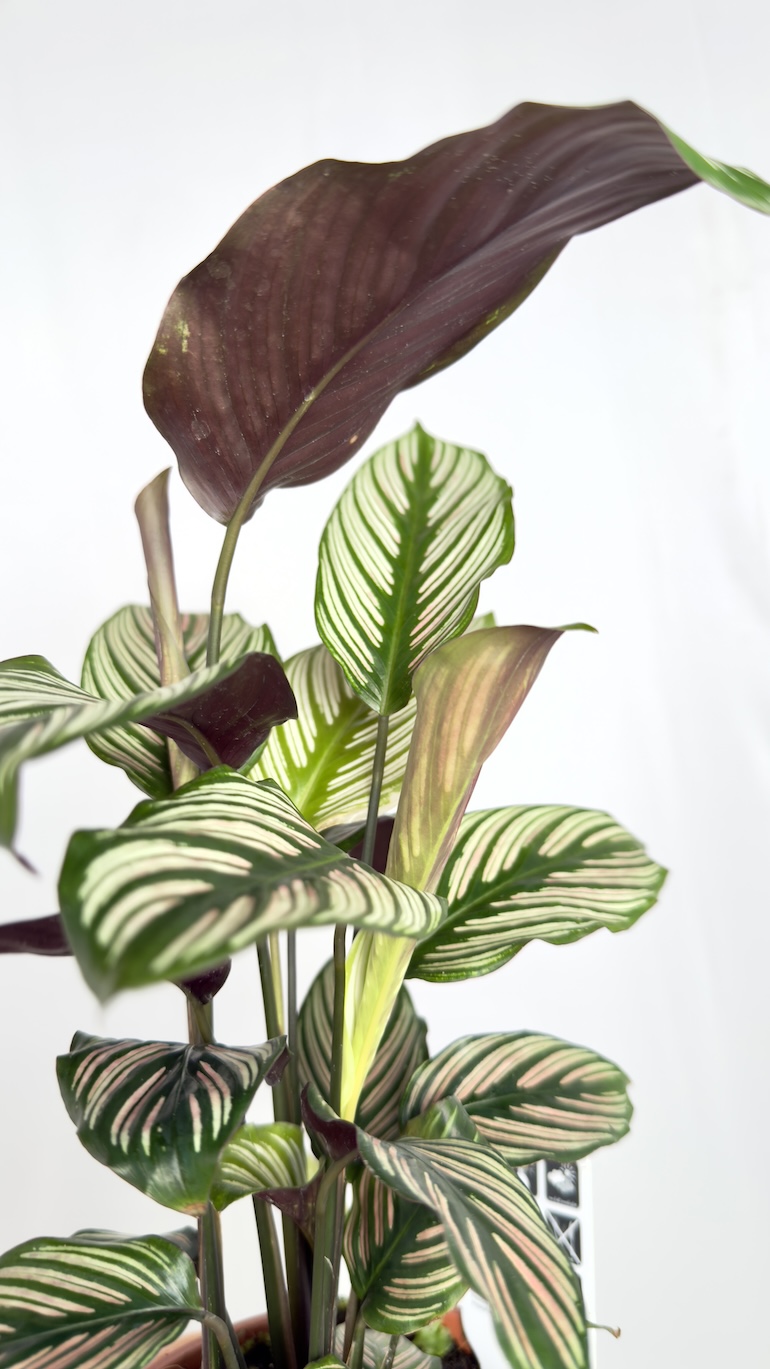 Calathea Vittata