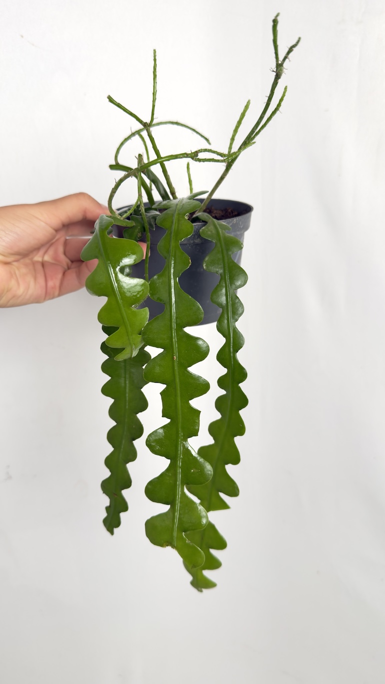 Epiphyllum Angullier Adopcja