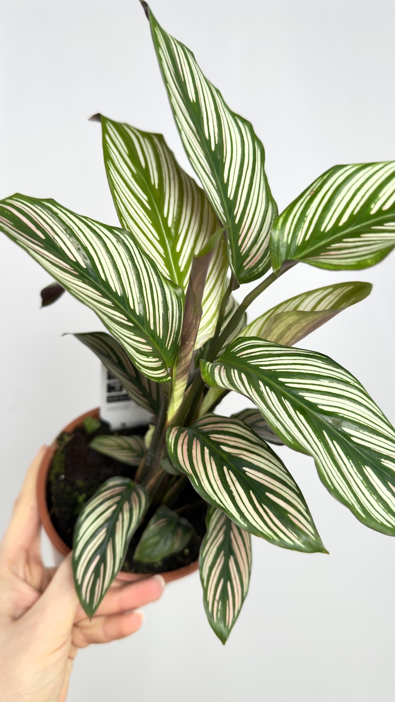 Calathea Vittata