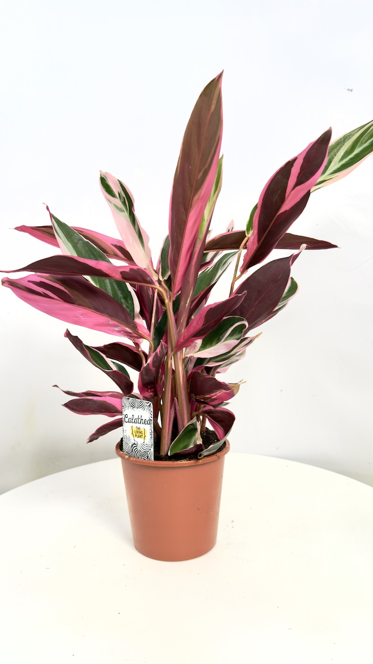 Stromanthe Triostar