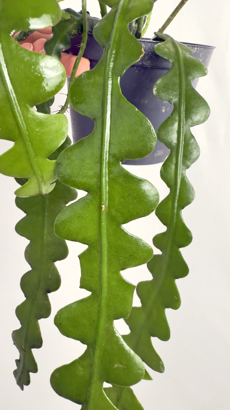 Epiphyllum Angullier Adopcja