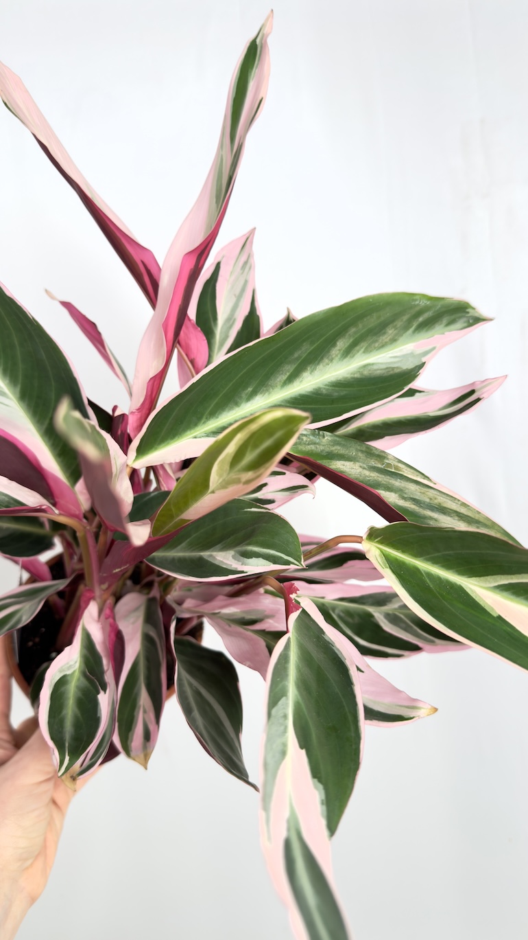 Stromanthe Triostar