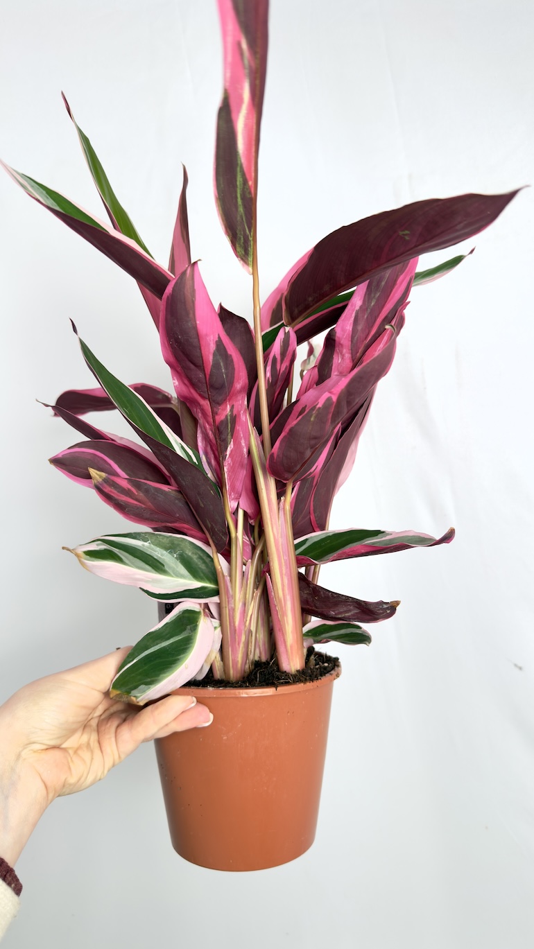 Stromanthe Triostar