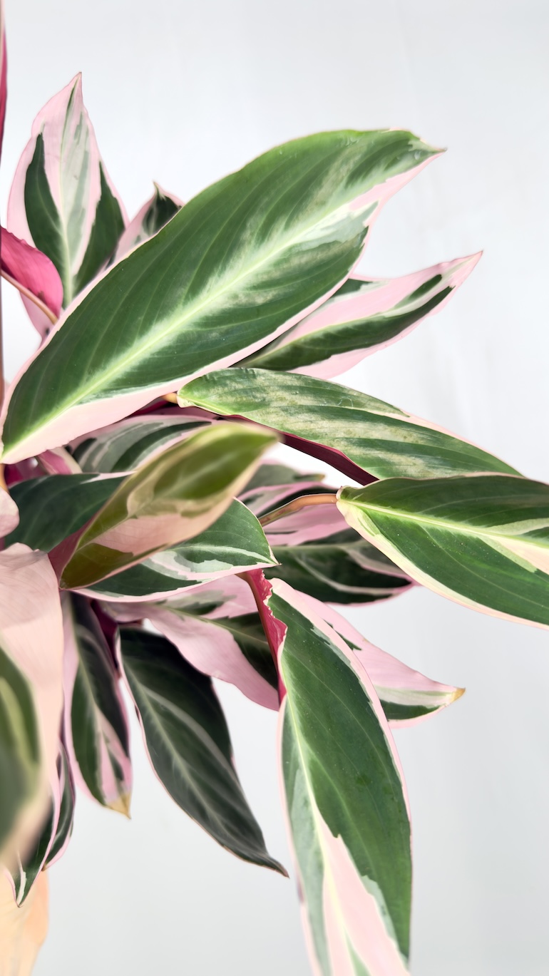Stromanthe Triostar