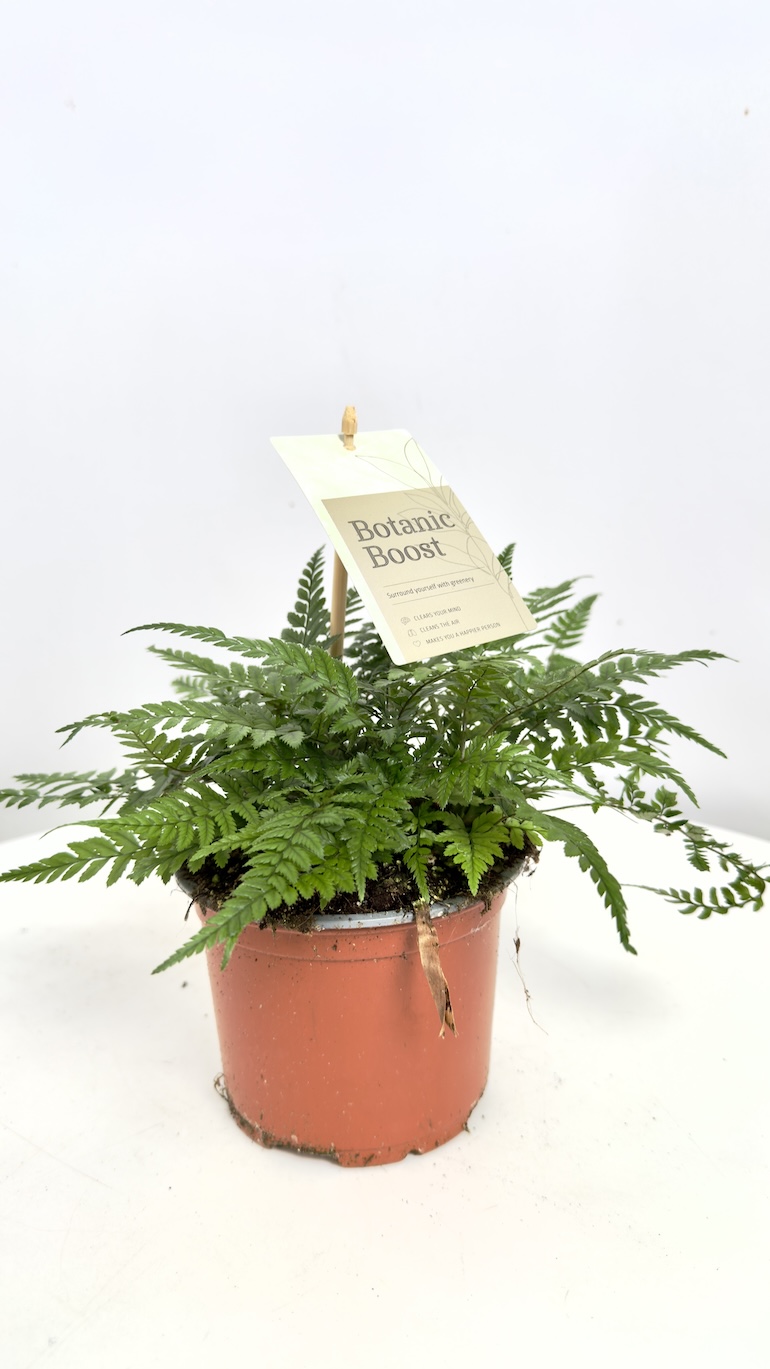 Asplenium Parvati