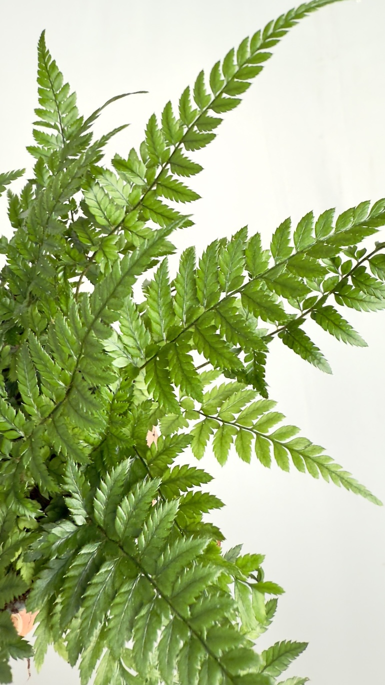 Asplenium Parvati