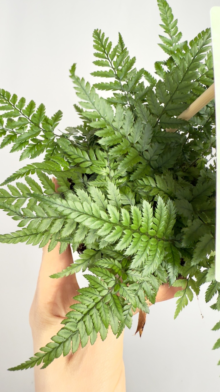 Asplenium Parvati