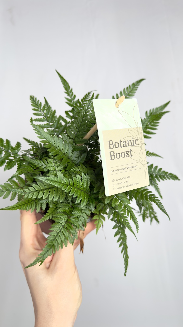 Asplenium Parvati