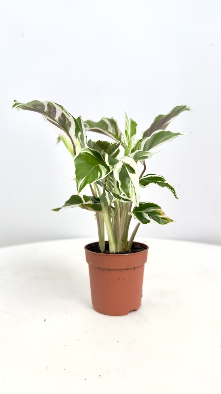 Calathea White Fusion