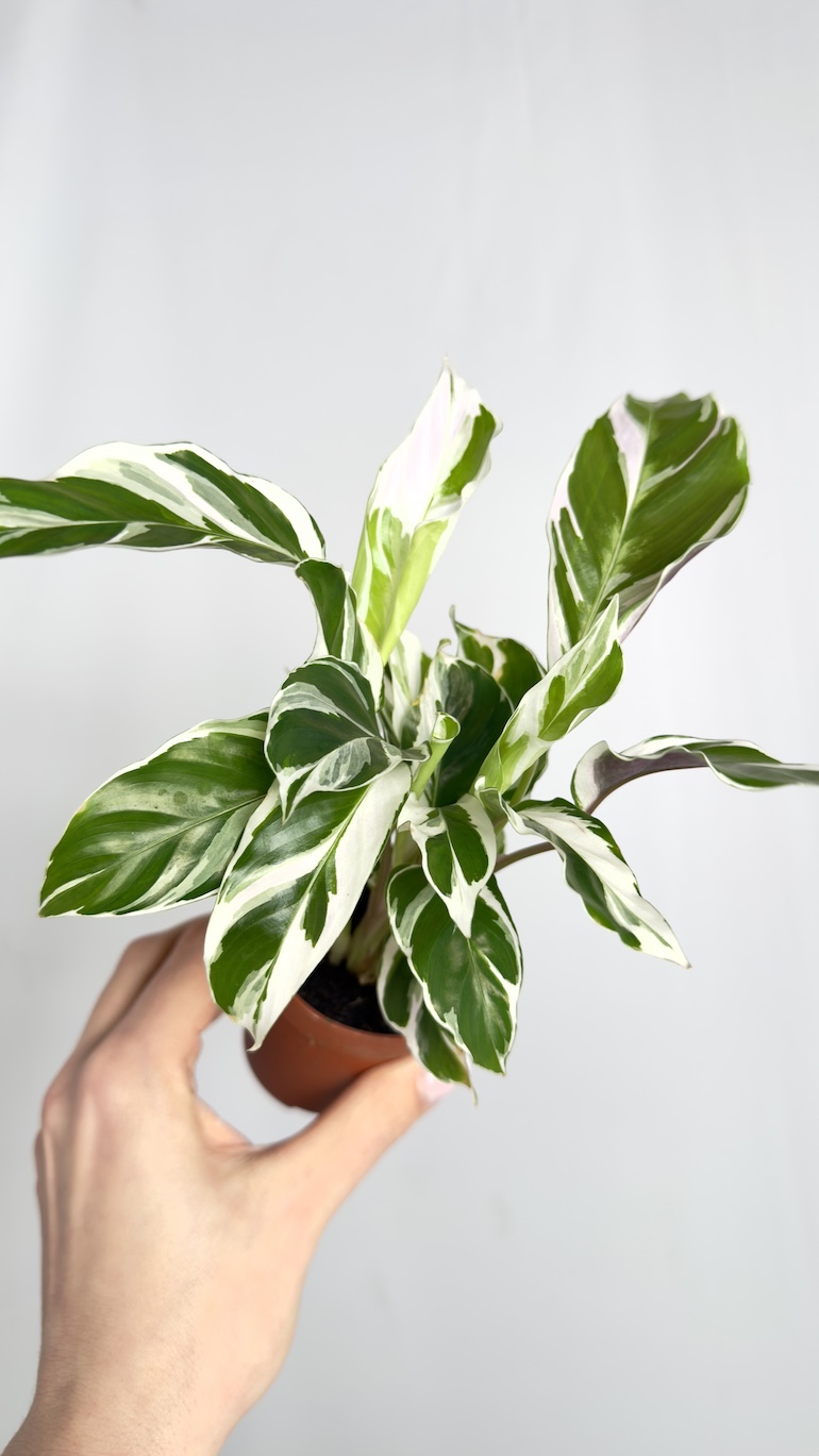 Calathea White Fusion
