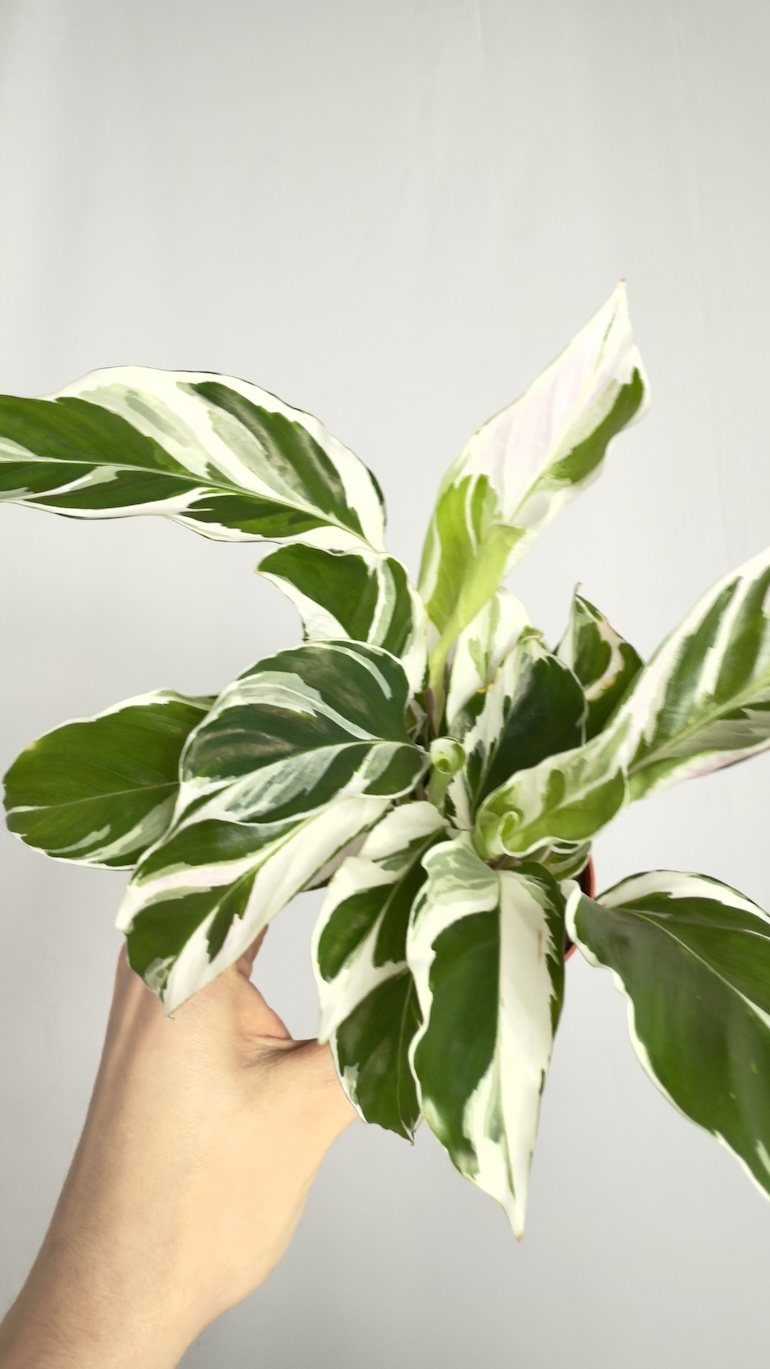 Calathea White Fusion