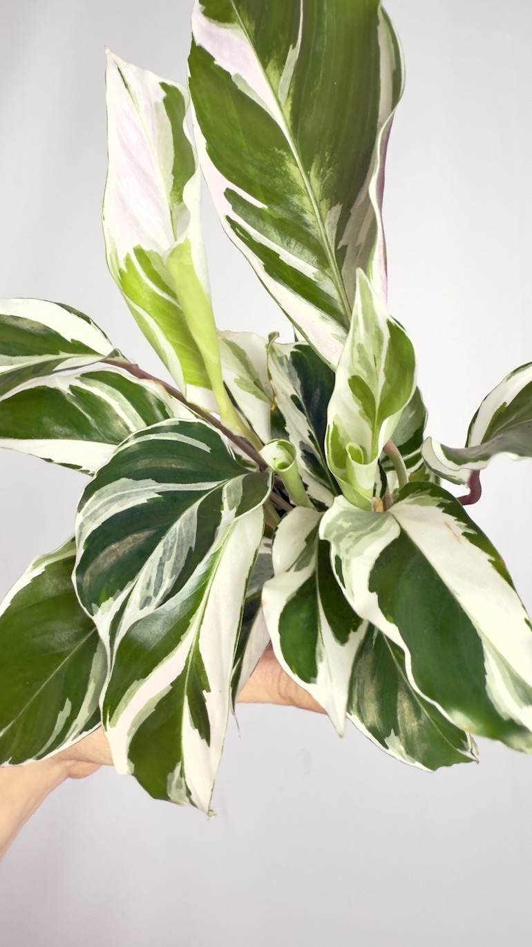 Calathea White Fusion
