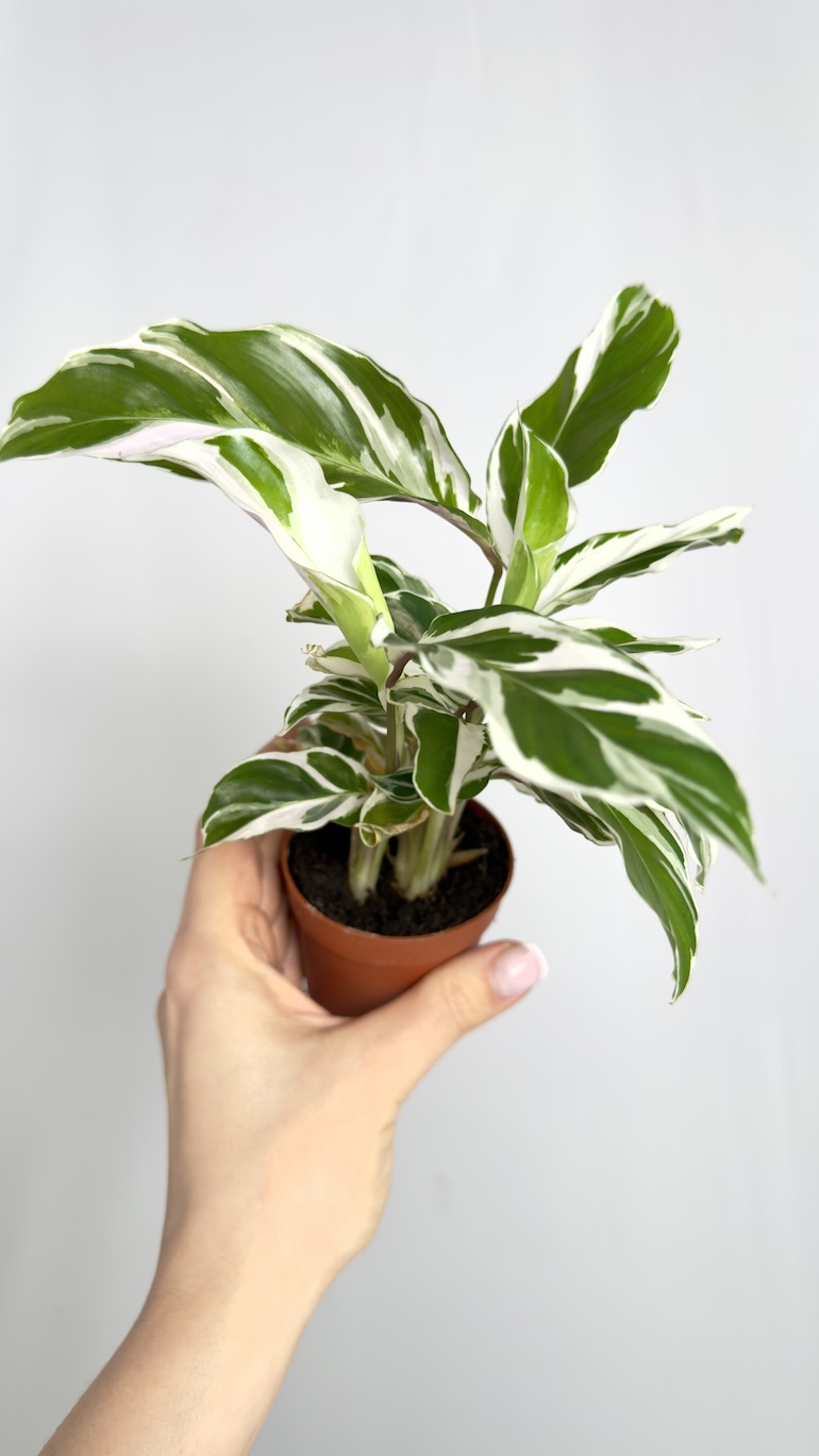Calathea White Fusion