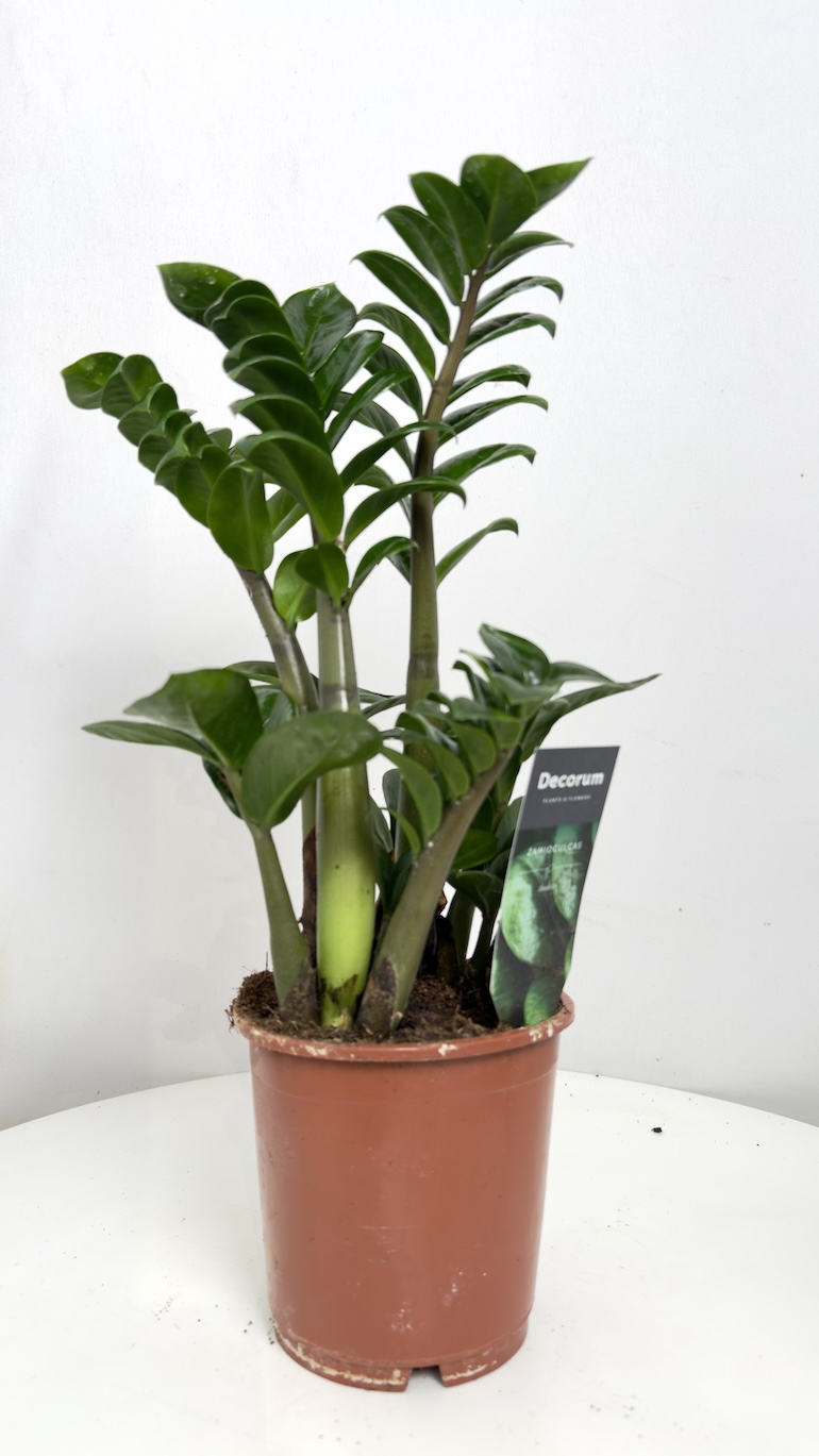 Zamioculcas zamiifolia Zenzi