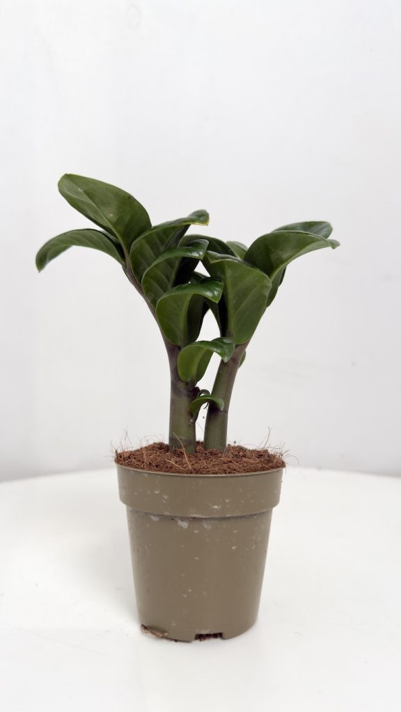 Zamioculcas Zenzi