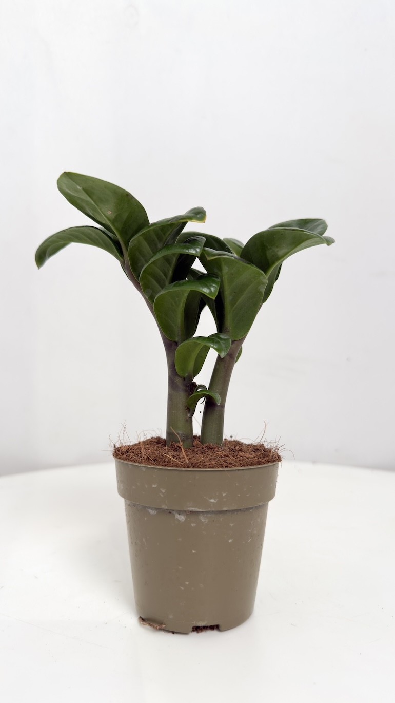 Zamioculcas zamiifolia Zenzi