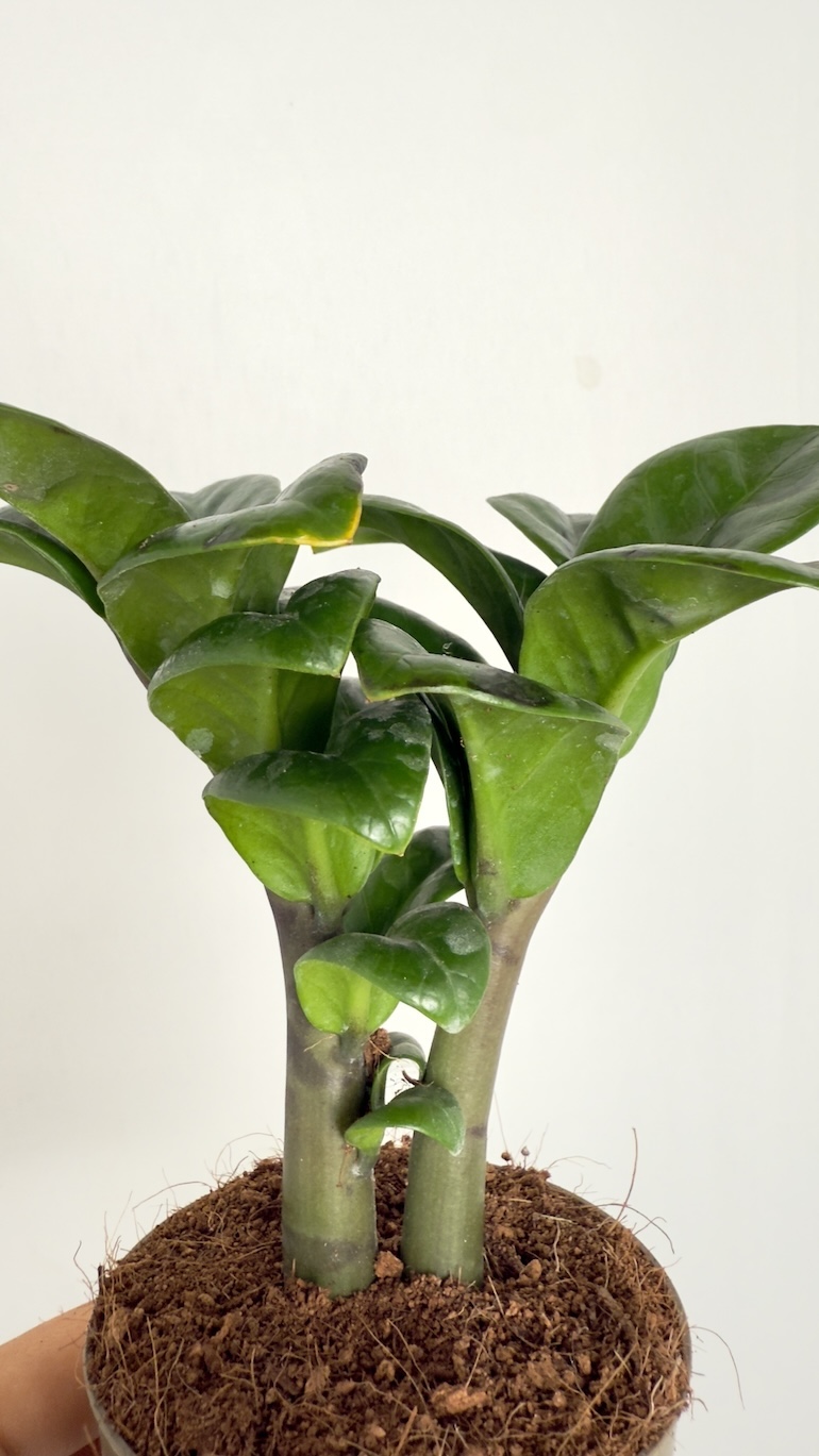 Zamioculcas zamiifolia Zenzi