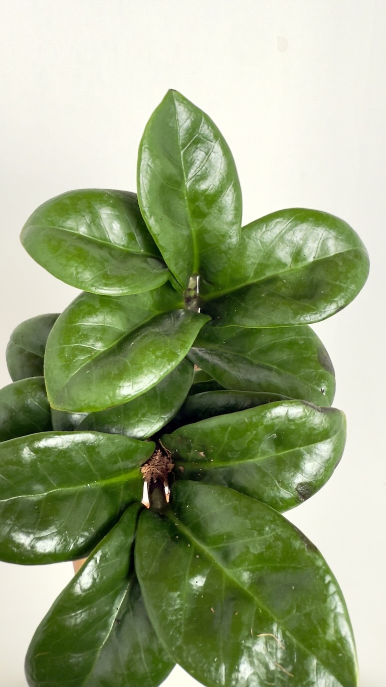 Zamioculcas zamiifolia Zenzi