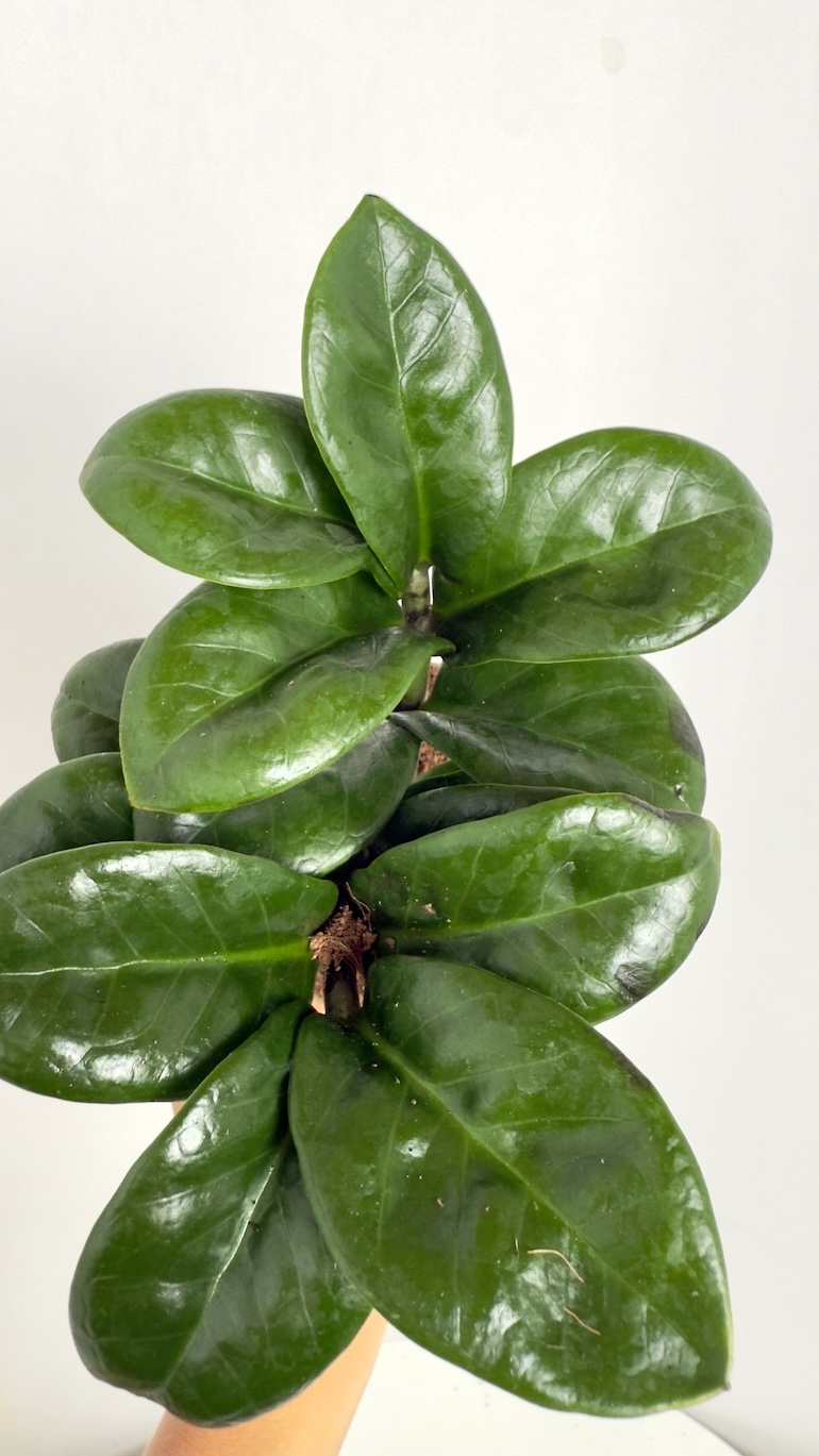 Zamioculcas zamiifolia Zenzi