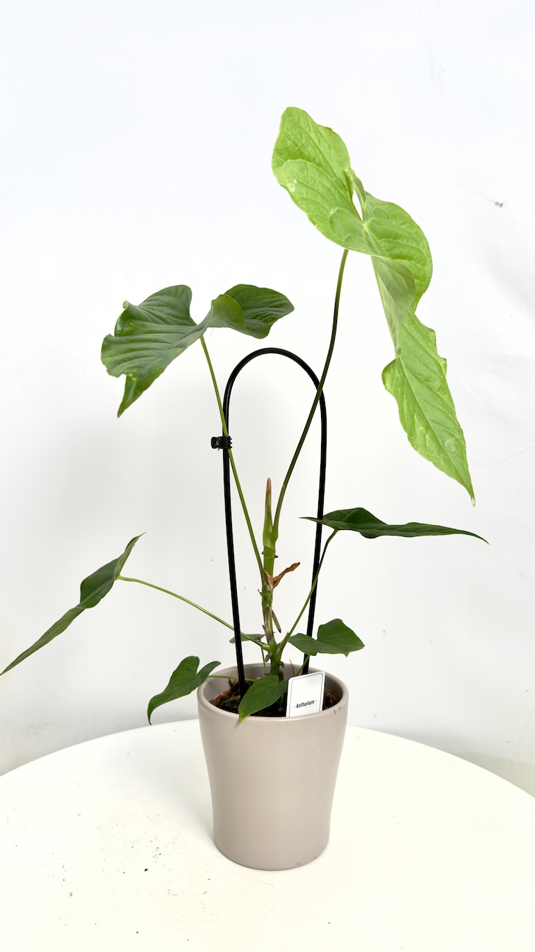 Anthurium Balaonanum