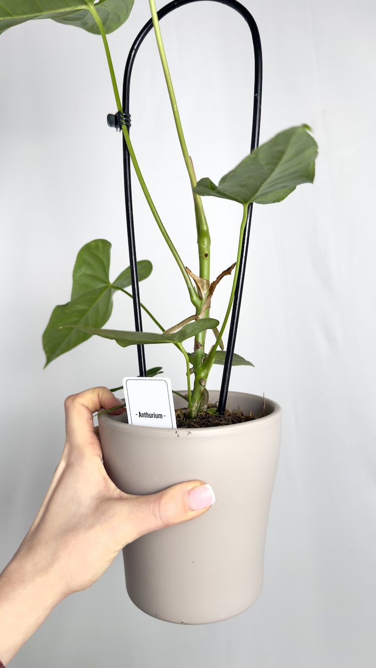 Anthurium Balaonanum